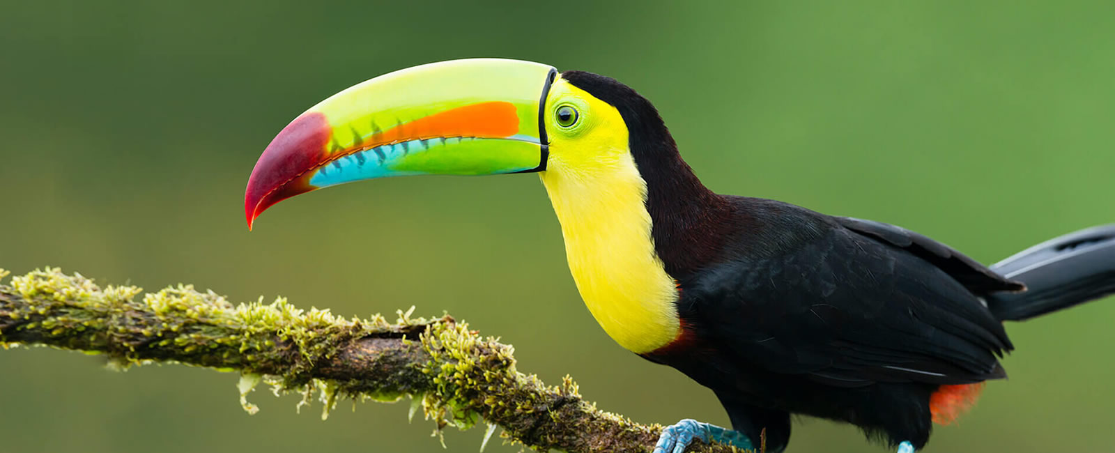 Iquitos-tucano